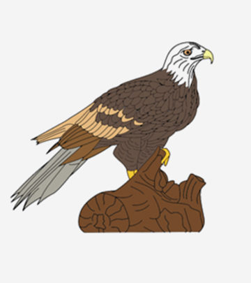 Best Hawk Coloring Pages For Your Toddler