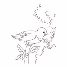 House Sparrow Coloring Page House Sparrow Coloring Page