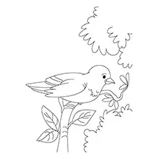 House Sparrow Coloring Page 