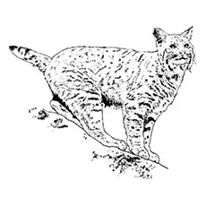 Iberian Lynx Coloring Page 