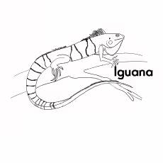 Iguana Iguana