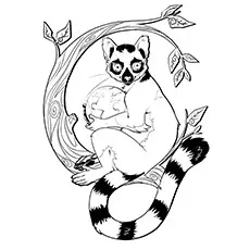 Indri Lemur Coloring Page 