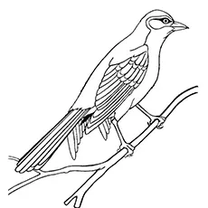 Sparrow Coloring Page - Lark Bunting