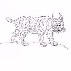 Lynx Lynx