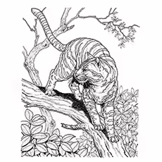 Lynx Coloring Page - Lynx Climbing The Tree Lynx Coloring Page - Lynx Climbing The Tree