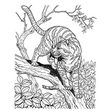 Lynx Coloring Page - Lynx Climbing The Tree