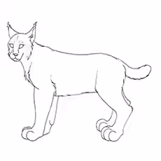 Lynx Coloring Page - Lynx Hunting Lynx Coloring Page - Lynx Hunting