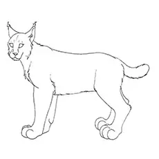 Lynx Coloring Page - Lynx Hunting