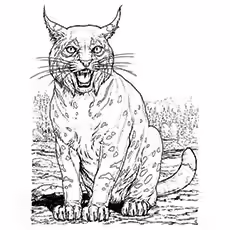 Lynx Coloring Page - Lynx Hunting Lynx Coloring Page - Lynx Purring