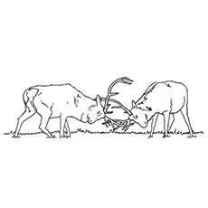 Elk Coloring Pages - Merriam Elk