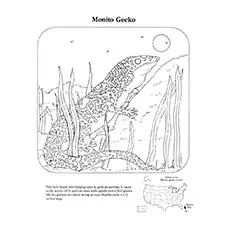 Gecko Coloring Pages - Monito Gecko