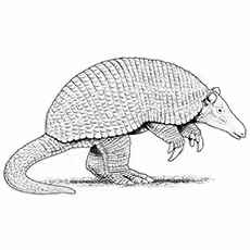 Armadillo Coloring Pages - Nine Banded Armadillo Nine Banded Armadillo Coloring Page