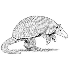 Nine Banded Armadillo Coloring Page