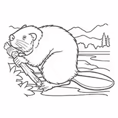 North American Beaver North American Beaver Coloring Page