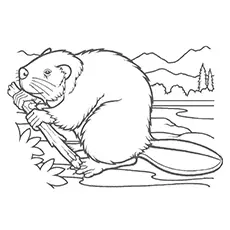 North American Beaver Coloring Page 