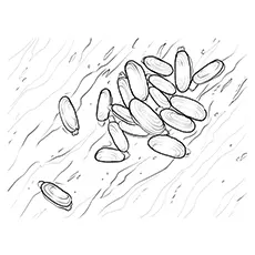 Clam Coloring Page - Pacific Razor Clam