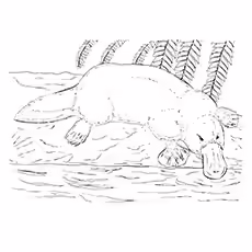 Platypus Coloring Page - Platypus Drinking Water Platypus Coloring Page - Platypus Drinking Water