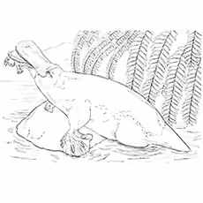Platypus Coloring Page - Platypus Feeding Platypus Coloring Page - Platypus Feeding