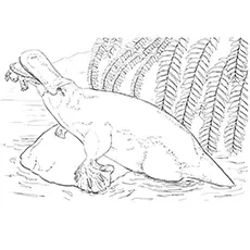 Platypus Coloring Page - Platypus Feeding