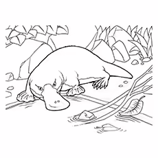 Platypus Coloring Page - Platypus Taking A Stroll Platypus Coloring Page - Platypus Taking A Stroll