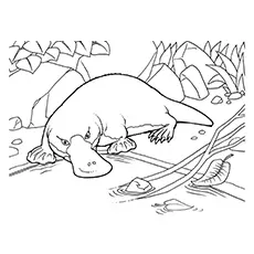 Platypus Coloring Page - Platypus Taking A Stroll