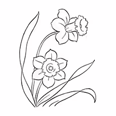 Poeticus Daffodil Poeticus Daffodil