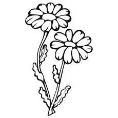 Daisy Purple Coneflower Coloring Sheet 