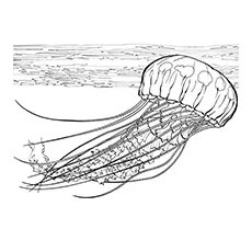 Purple Striped Jellyfish Printable Coloring Page 