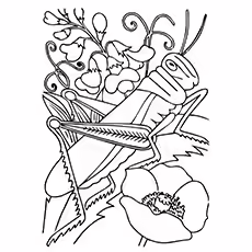 Red-Legged Grasshopper Coloring Page Red-Legged Grasshopper Coloring Page