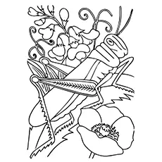 Red-Legged Grasshopper Coloring Page 