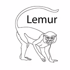 Red Ruffed Lemur