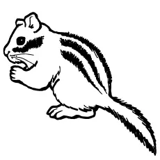 Chipmunk Coloring Pages - Red-Tailed-Chipmunk