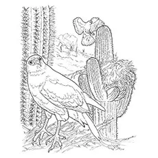 Red-Tailed Hawk Coloring Pages