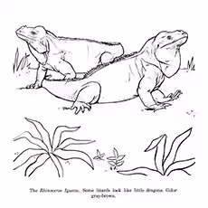 Iguana Coloring Page - Rhinoceros Iguana Iguana Coloring Page - Rhinoceros Iguana