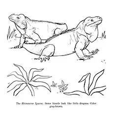 Iguana Coloring Page - Rhinoceros Iguana