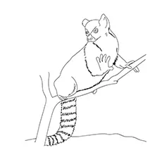 Ring Tailed Lemur 