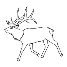 Elk Coloring Pages - Rocky Mountain Elk