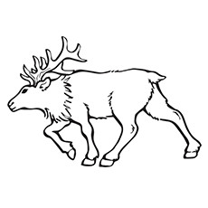 Elk Coloring Pages - Roosevelt’s Elk