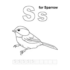 Sparrow Coloring Page - S For Sparrow