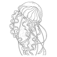 Sea Nettle Jellyfish to Color Free 