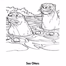 Sea Otter Coloring Page Sea Otter Coloring Page