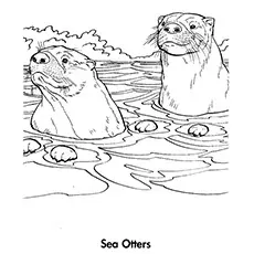 Sea Otter Coloring Page 