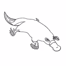 Solitary Platypus Coloring Page Solitary Platypus Coloring Page