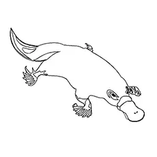 Solitary Platypus Coloring Page 