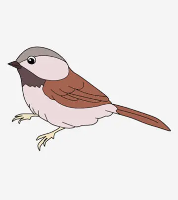 10 Cute Sparrow Coloring Pages For Your Little One_image