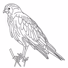 Sparrow Hawk Coloring Pages Sparrow Hawk Coloring Pages
