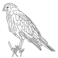 Sparrow Hawk Coloring Pages