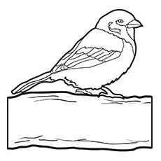 Sparrow Coloring Page 