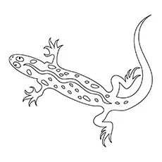 Gecko Coloring Pages - Sticky Gecko