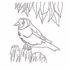 Swamp Sparrow Swamp Sparrow